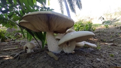 Macrocybe