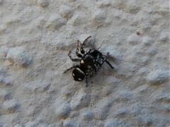 Heliophanus apiatus