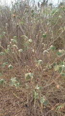 Jatropha cinerea