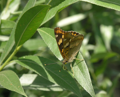 Apatura metis irtyshika