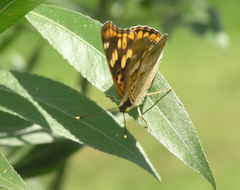 Apatura metis irtyshika