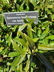 Sarcococca hookeriana hookeriana