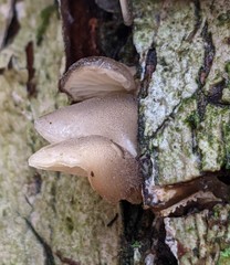 Hohenbuehelia grisea