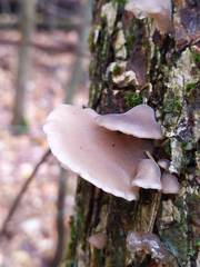 Hohenbuehelia grisea