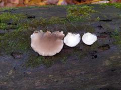 Hohenbuehelia grisea