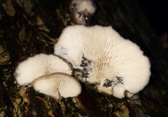 Hohenbuehelia grisea