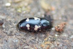 Glischrochilus quadriguttatus