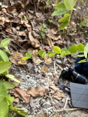 Linostoma persimile