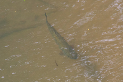 Brycon guatemalensis