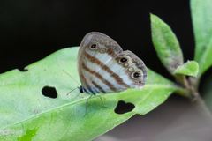 Euptychia
