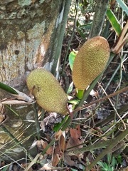 Artocarpus kemando