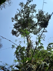 Artocarpus kemando