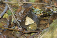 Psilaspilates catillata