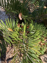Zamia integrifolia