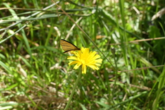 Argopteron aureipennis