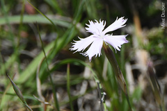 Dianthus thunbergii