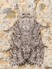 Acronicta impleta