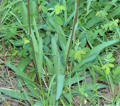 Echinacea atrorubens