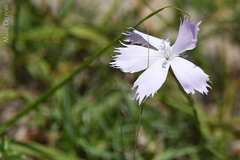 Dianthus thunbergii