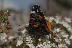 Vanessa atalanta