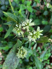 Hedyotis capitellata