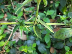 Hedyotis capitellata