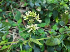 Hedyotis capitellata