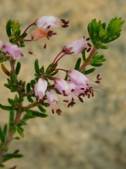 Erica nudiflora