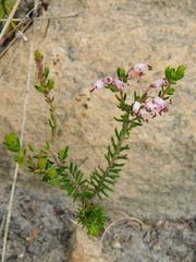 Erica nudiflora