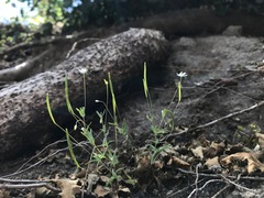 Meconella denticulata