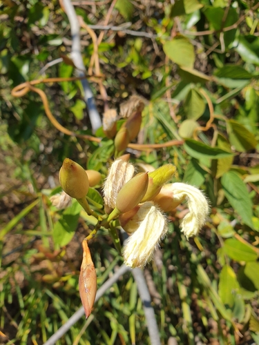 Operculina petaloidea, 2022-01-28
