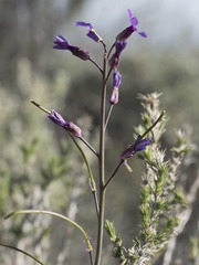 Boechera sparsiflora