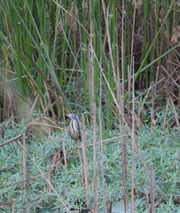 Ixobrychus sturmii