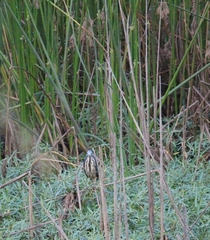 Ixobrychus sturmii