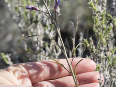 Boechera sparsiflora