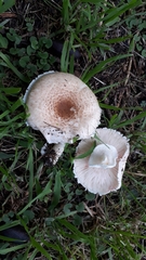 Basidiomycota