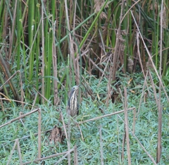 Ixobrychus sturmii