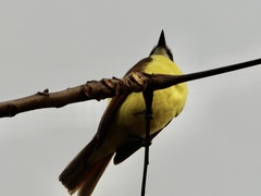 Megarynchus pitangua