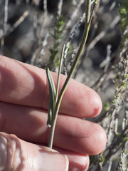 Boechera sparsiflora