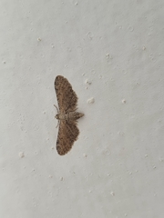 Eupithecia ultimaria