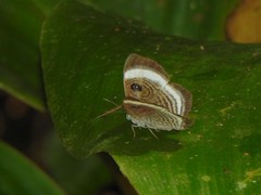 Semomesia croesus
