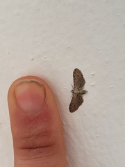 Eupithecia ultimaria