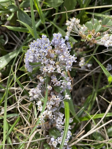 Image of Ceanothus maritimus by (c) Matt Berger, some rights reserved (CC BY)