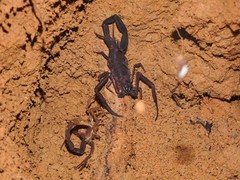 Tityus obscurus
