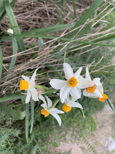Bunch-flowered Daffodil