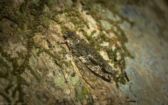 Metrioglypha phyllodes