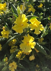 Diplacus clevelandii