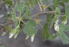 Ribes velutinum