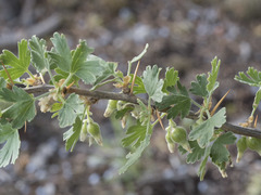 Ribes velutinum