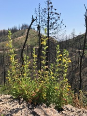 Diplacus clevelandii